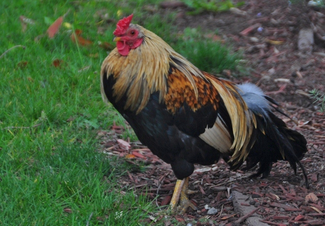 chickens 